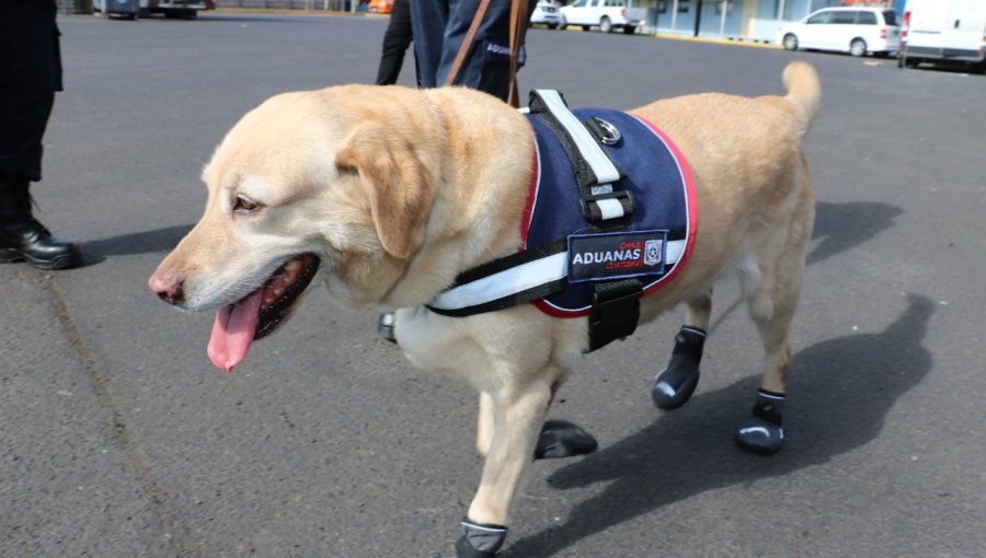 Día Mundial del Perro: canes de Aduanas han protagonizado el decomiso de más de 700 kilos de drogas