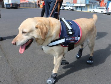 Día Mundial del Perro: canes de Aduanas han protagonizado el decomiso de más de 700 kilos de drogas