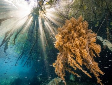 Por qué los manglares son vitales para combatir el cambio climático