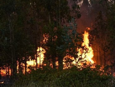 Incendios forestales en La Ligua han consumido 150 hectáreas: se mantiene la Alerta Amarilla comunal