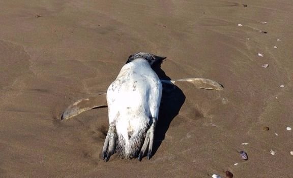 Tres pingüinos fueron encontrados muertos en playa El Abanico de Maitencillo