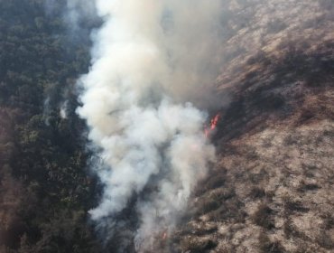 200 hectáreas han consumido los incendios forestales en La Ligua: se mantiene la Alerta Amarilla