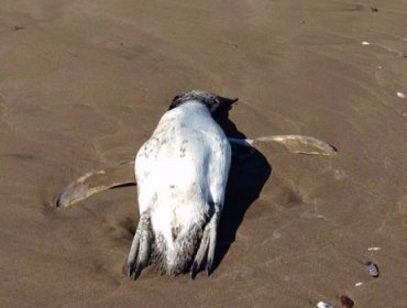 Tres pingüinos fueron encontrados muertos en playa El Abanico de Maitencillo
