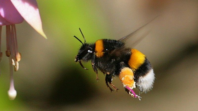 La combinación mortal que está matando a las abejas en todo el mundo