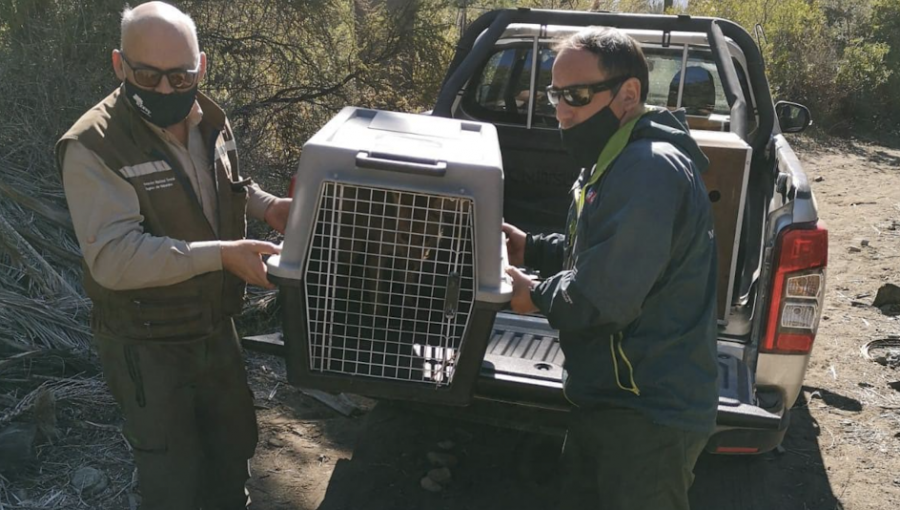 Reintegran a un zorro culpeo y a un peuco a su hábitat natural en Hijuelas