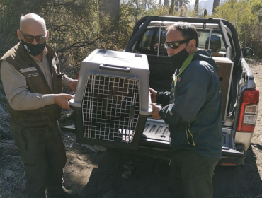 Reintegran a un zorro culpeo y a un peuco a su hábitat natural en Hijuelas