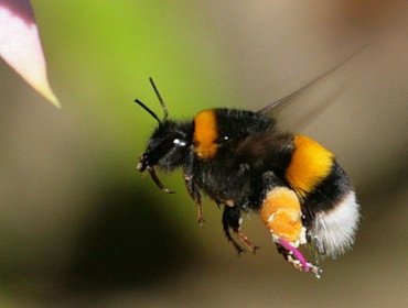 La combinación mortal que está matando a las abejas en todo el mundo