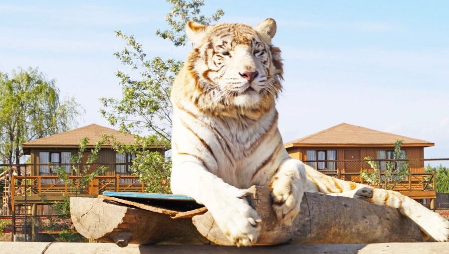 Joven trabajadora muere tras ser atacada por un tigre en el Parque Safari de Rancagua