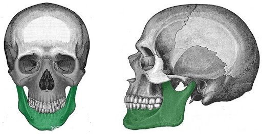 Hallan un hueso de mandíbula humana de 2.800 años de antigüedad en Alemania