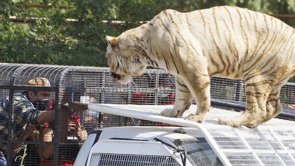 Animalistas piden que no se sacrifique a tigre que atacó a mujer y dio muerte