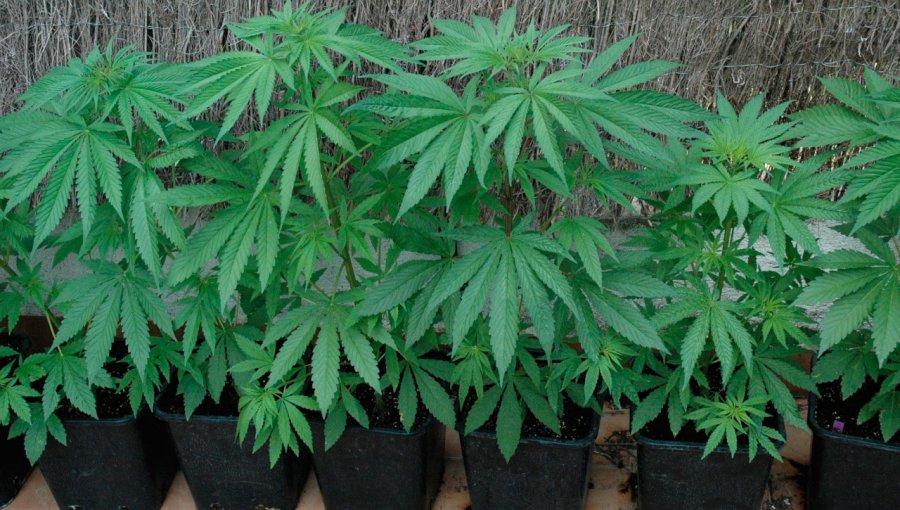 El Quisco: Hombre que cultivaba marihuana es condenado a 541 días de presidio