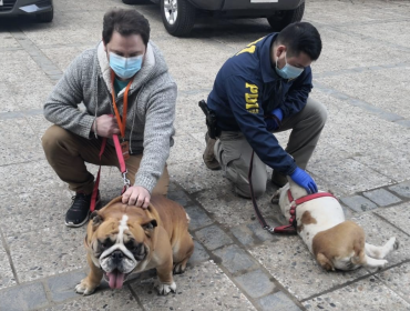 Recuperan dos perros bulldog inglés que fueron robados en violento asalto a casa en Quilpué
