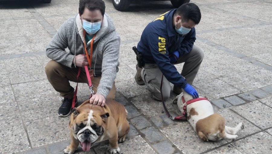 Recuperan dos perros bulldog inglés que fueron robados en violento asalto a casa en Quilpué