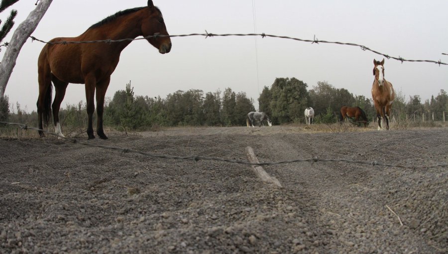 Ancud: Atropello a un caballo termina con volcamiento y dos mujeres lesionadas