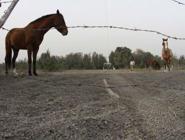 Ancud: Atropello a un caballo termina con volcamiento y dos mujeres lesionadas