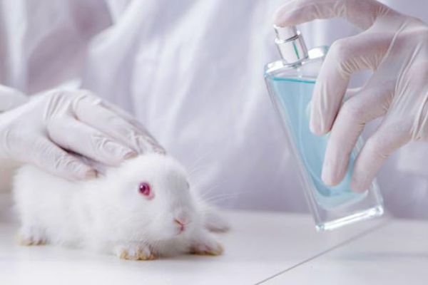 Comisión de Salud de la Cámara aprobó en general proyectos que prohíben experimentación de cosméticos en animales