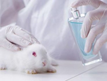 Comisión de Salud de la Cámara aprobó en general proyectos que prohíben experimentación de cosméticos en animales