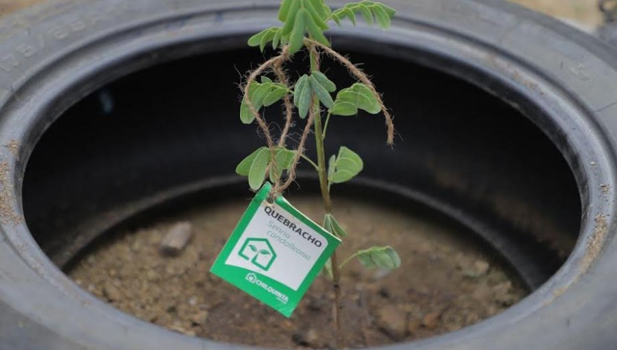 Dan inicio a plantación de 500 especies de árboles nativos en distintos cerros de Valparaíso