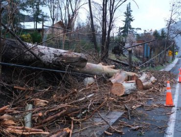 Efectos del sistema frontal en la región Metropolitana: caída de árboles y calles anegadas