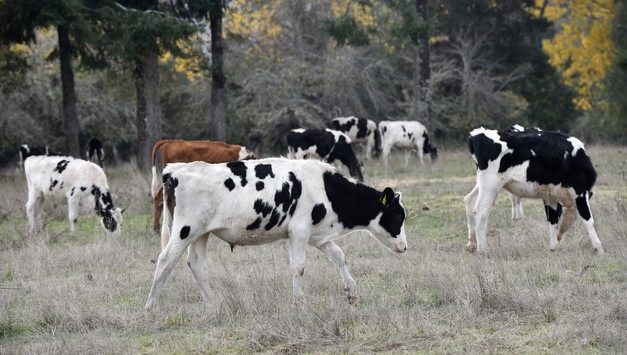 Un 15% cree que la carne que se consume proviene de animales con malas condiciones de vida