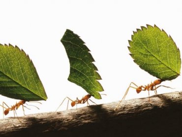 Cómo son las "hormigas esclavistas" que capturan a otras hormigas para que sean sus obreras