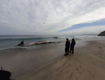 Encuentran muerto a cachalote de 10 metros en playa de Puchuncaví: no presenta lesiones atribuibles a acción humana