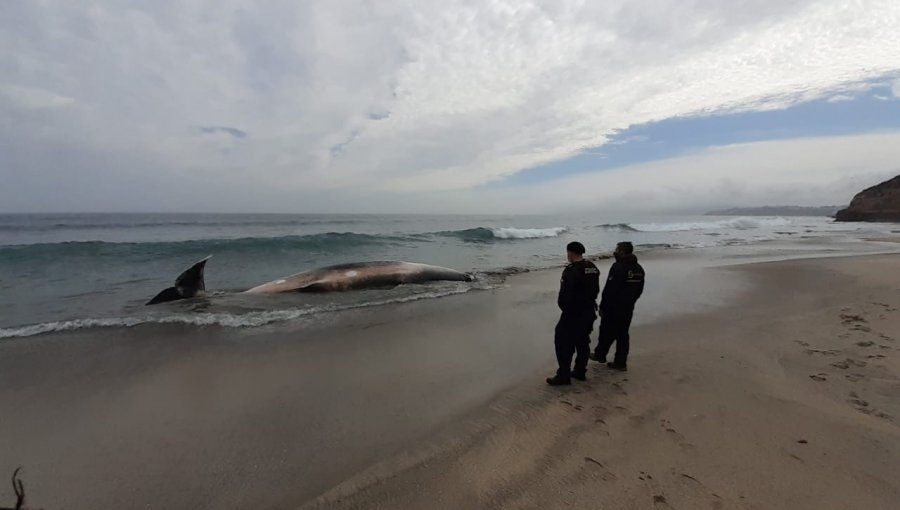 Encuentran muerto a cachalote de 10 metros en playa de Puchuncaví: no presenta lesiones atribuibles a acción humana