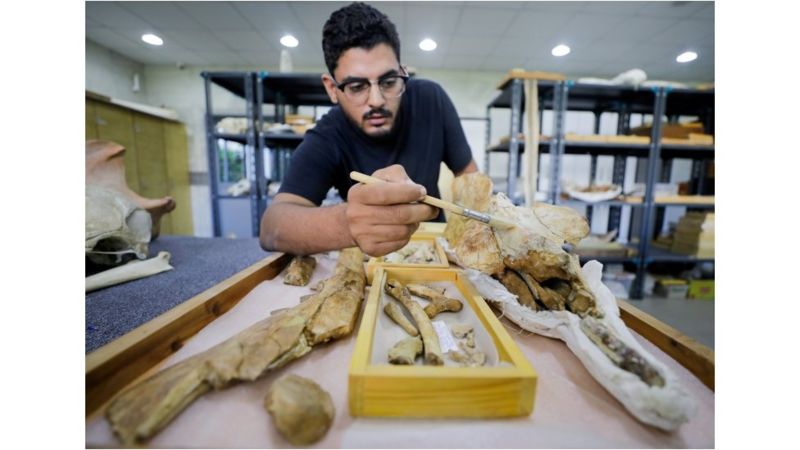 Encuentran restos de una ballena de cuatro patas que vivió hace 43 millones de años en Egipto