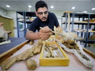 Encuentran restos de una ballena de cuatro patas que vivió hace 43 millones de años en Egipto