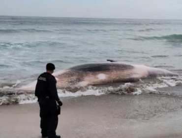 Con motosierra: Hombre corta a ballena varada en la playa Luna de Puchuncaví