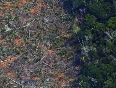 Informe revela que un tercio de los árboles silvestres del mundo están al borde de la extinción