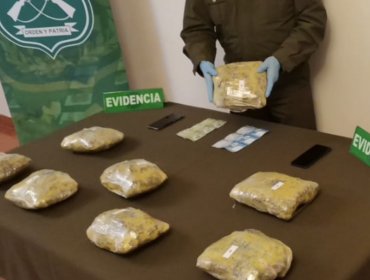 Can policial detecta más de 8 kilos de marihuana elaborada en Valdivia: droga fue avaluada en $82 millones