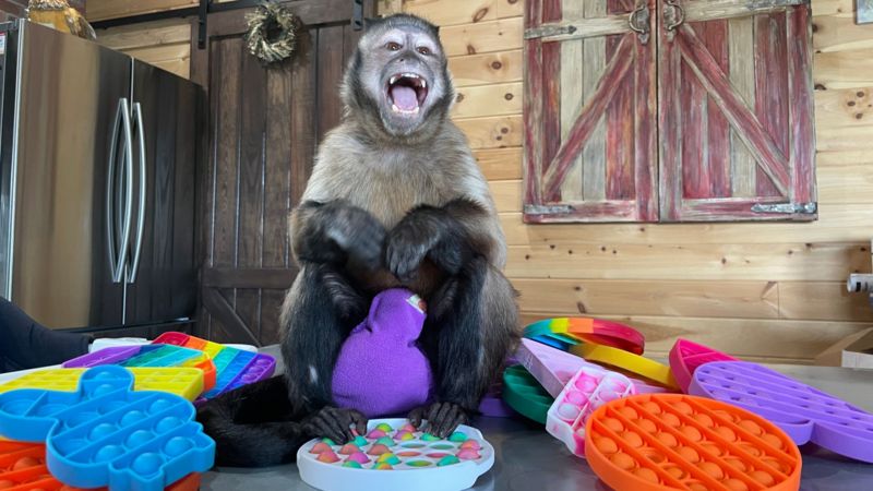 Pop-it: Cómo un mono desató la locura por comprar uno de los juguetes más vendidos (y más adictivos) del mercado