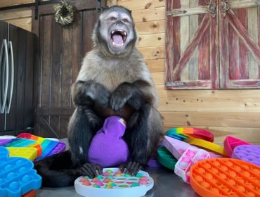 Pop-it: Cómo un mono desató la locura por comprar uno de los juguetes más vendidos (y más adictivos) del mercado