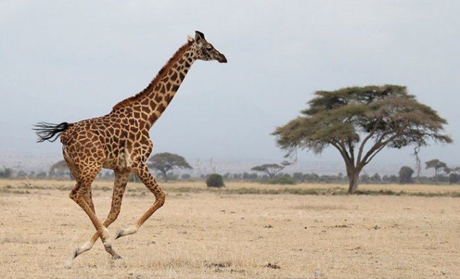 "Extinción silenciosa": Imagina un mundo sin jirafas