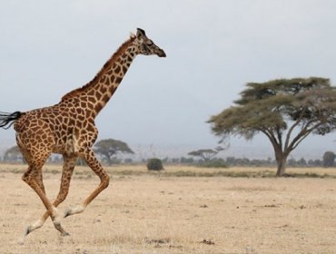 "Extinción silenciosa": Imagina un mundo sin jirafas