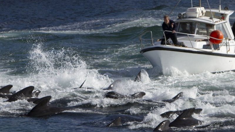 Indignación en las Islas Feroe por matanza "récord" de más de 1.400 delfines en un día