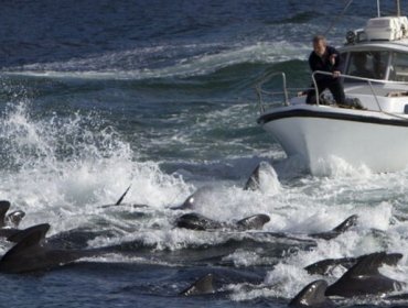 Indignación en las Islas Feroe por matanza "récord" de más de 1.400 delfines en un día