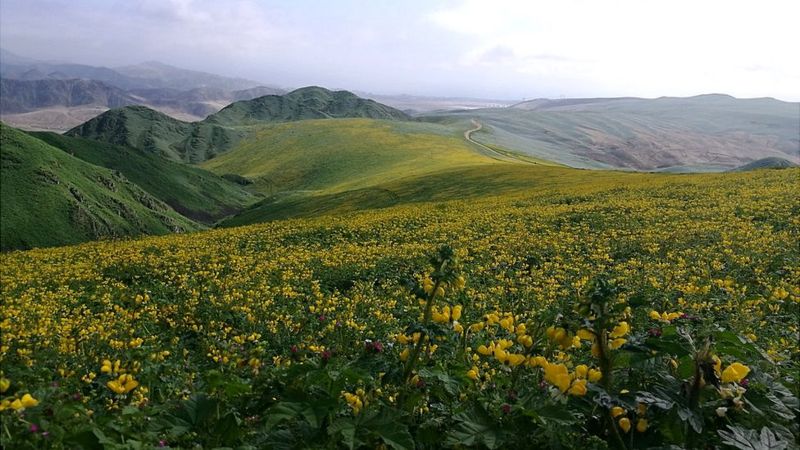 Qué son los "oasis de niebla" de los desiertos de Chile y Perú y cómo es su riqueza de plantas únicas en el mundo