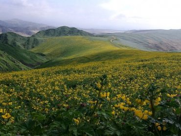 Qué son los "oasis de niebla" de los desiertos de Chile y Perú y cómo es su riqueza de plantas únicas en el mundo