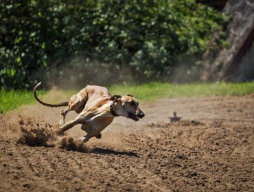 Cámara rechaza idea de legislar el proyecto que prohíbe y sanciona la organización de carreras de perros galgos