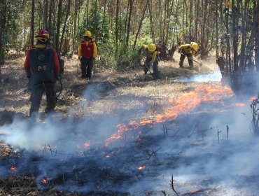 Conaf continúa reclutando brigadistas para combatir incendios forestales en la región de Valparaíso