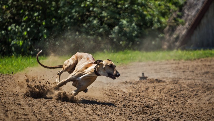 Cámara rechaza idea de legislar el proyecto que prohíbe y sanciona la organización de carreras de perros galgos