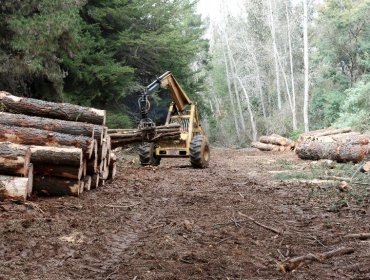 Refuerzan trabajos en las zonas de interfaz para prevenir incendios forestales en la región de Valparaíso