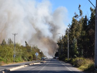 Controlan el incendio forestal en Ovalle y decretan Alerta Amarilla: 10 hectáreas han sido consumidas