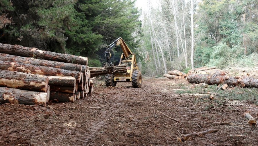 Refuerzan trabajos en las zonas de interfaz para prevenir incendios forestales en la región de Valparaíso