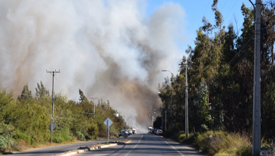 Controlan el incendio forestal en Ovalle y decretan Alerta Amarilla: 10 hectáreas han sido consumidas