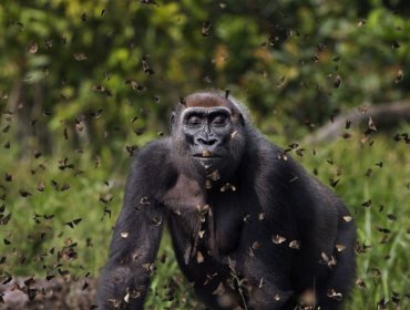 Una gorila entre mariposas y otras fabulosas imágenes del concurso de fotografía The Nature Conservancy 2021