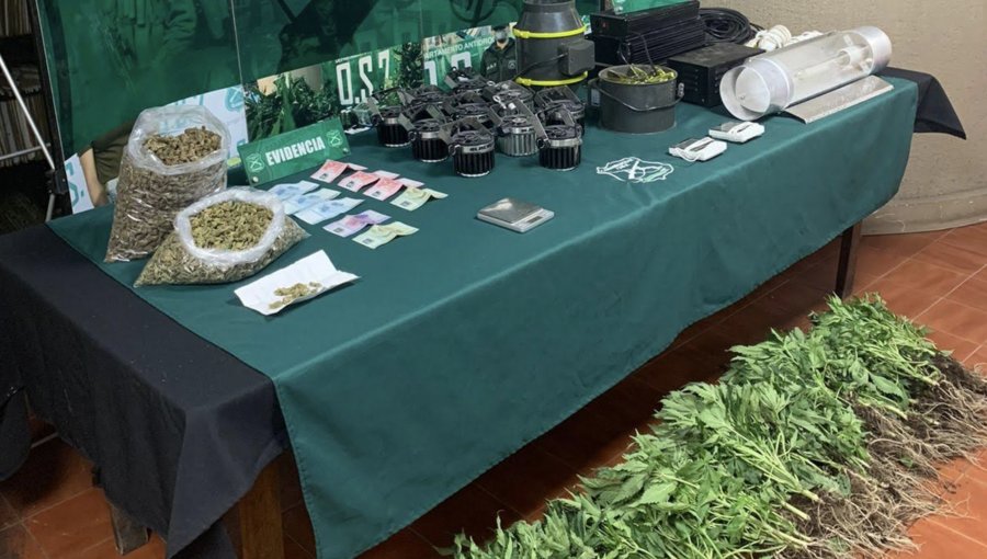Decomisan 89 plantas y 1,3 kilos de marihuana tras ingresar a un domicilio en La Calera