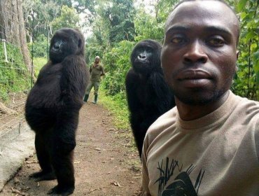 La triste muerte de la gorila que se volvió famosa por una selfie con un guardabosques
